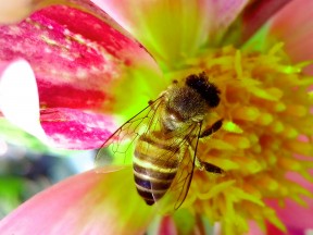 Bee workshop
