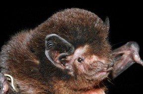 Long tailed bat CREDIT Stuart ParsonsBRIGHT