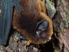 Long tailed bat Colin ODonnell3