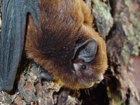 Long tailed bat March Colin ODonnell