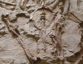 Giant Penguin fossil