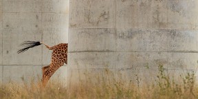 The disappearing giraffe Jose Fragozo Wildlife Photographer of the Year