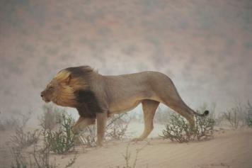 Kaalahari Gemsbok National Park South Africa 1996 Photo by Chris Johns 3.4m