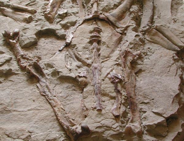 Giant Penguin fossil2