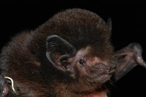 Bat tour Long tailed bat CREDIT Stuart Parsonssmall