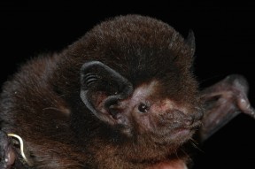 Long tailed bat CREDIT Stuart Parsons